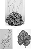 %20plant%20named%20%27Carnival%20Cocomint%27