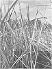 Smooth%20cordgrass%20named%20%27LA12-101%27