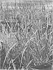 Smooth%20cordgrass%20named%20%27LA12-102%27