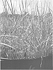 Smooth%20cordgrass%20named%20%27LA12-103%27