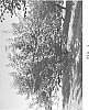 Apricot%20tree%20%27Twocot%27