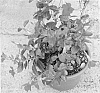 plant%20named%20%27Duemalache%27