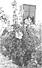plant%20named%20%27WALHIROSMO%27