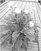 plant%20named%20%27Garvalerie%20Improved%27