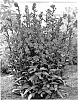 plant%20named%20%27Scarlet%20Princess%27