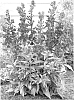 plant%20named%20%27Crimson%20Princess%27