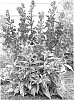 plant%20named%20%27Crimson%20Princess%27
