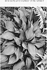 Hosta%20plant%20named%20%27June%20Spirit%27