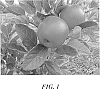 Apple%20tree%20named%20%27PremA96%27