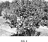 Tangor%20tree%20named%20%27RHM%27