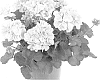plant%20named%20%27Fipelbelcantoimp%27