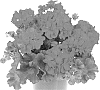 plant%20named%20%27Fipelmamboimp%27