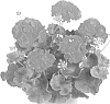 plant%20named%20%27Fipelmasbriredimp%27