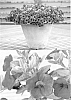 plant%20named%20%27Sunbel%200579%27