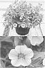 plant%20named%20%27Sunbel%200778%27