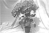 Hydrangea%20Plant%20named%20%27BC7.13%27