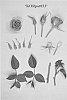 Miniature%20rose%20plant%20named%20%27KORpot033%27
