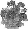 plant%20named%20%27DUEPABLANI%27