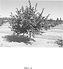 plant%20named%20%27York%27
