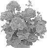 plant%20named%20%27Duegbofder%27