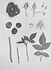Miniature%20rose%20plant%20named%20%27KORpot028%27