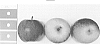 Apple%20tree%20named%20%27Imara%27