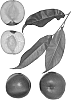 Nectarine%20tree%20name%20%27Amber%20Fire%27