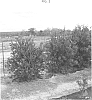 plant%20named%20%27LC01%27