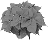 Poinsettia%20plant%20named%20%27Dueouvert%27