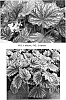 plant%20named%20%27Painter%27s%20Palette%27
