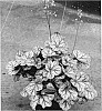plant%20named%20%27Glitter%27