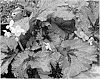 BEGONIA%20PLANT%20NAMED%20%27RUBY%20SLIPPERS%27