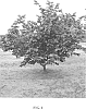plant%20named%20%27Dorris%27