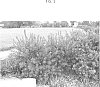 plant%20named%20%27CC19%27