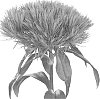 plant%20named%20%27Breagreen%27