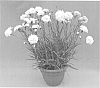 plant%20named%20%27WP11%20GWE04%27