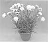 plant%20named%20%27WP11%20GWE04%27