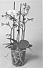 plant%20named%20%27SUPHAL1307%27