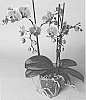 plant%20named%20%27SUPHAL1308%27