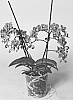 plant%20named%20%27SUPHAL1305%27