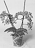 plant%20named%20%27SUPHAL1305%27