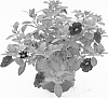 plant%20named%20%27Duealminipu%27