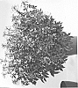 plant%20named%20%27DCLEO2%27
