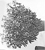 plant%20named%20%27DCLEO2%27