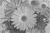 Osteospermum%20plant%20named%20%27KLEOE12190%27