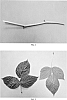 Raspberry%20plant%20named%20%27DrisRaspSix%27