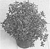 plant%20named%20%27ROBLEV%27