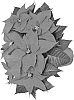 Poinsettia%20plant%20named%20%27Duematin%27