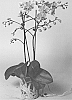 plant%20named%20%27SUPHAL1306%27