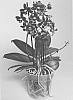 plant%20named%20%27SUPHAL1301%27